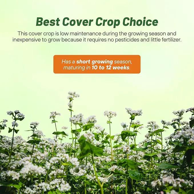 Outsidepride Buckwheat Seeds - 20lbs Annual, Fast-Growing, Easy to Grow Buckwheat Cover Crop Seeds for Green Manure, Bee Pasture & Pollinators, Wildlife Habitat, Soil Improvement, and Erosion Control by GreenHaven Gardens
