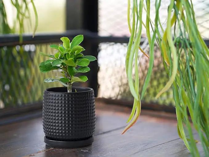 D'vine Dev Set of 2 Ceramic Plants Pots, 4 Inch Beaded Stoneware Flower Pot for Plants with Drainage Hole and Saucer, Ebony Matte, 27-E-Z-6 by GreenHaven Gardens