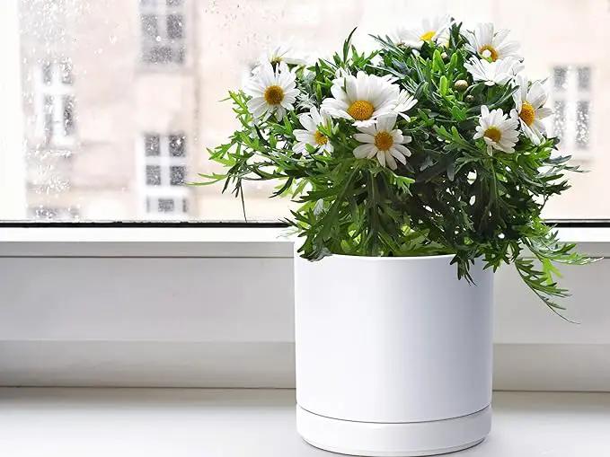 D'vine Dev 4.7 Inch & 6 Inch Ceramic Planter Pots for Plants with Drainage Hole and Saucer, Small Plant Pots Set, White, 94-G-S-1 by GreenHaven Gardens
