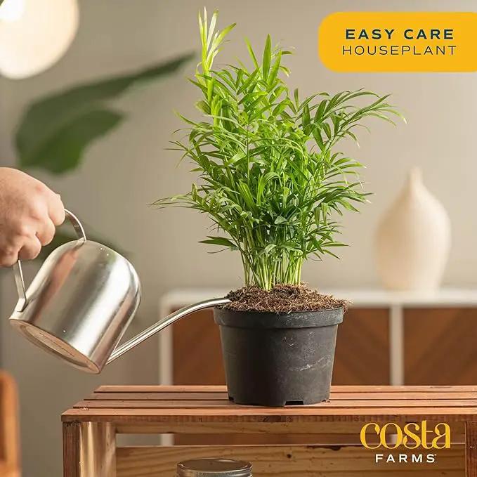 Costa Farms Parlor Palm, Neanthebella, Easy to Grow Houseplant Potted in Décor Plant Pot, Everyday Gift for Mom, For Wife, From Daughter, Son, Room or Home Decor, 1 Foot Tall by GreenHaven Gardens
