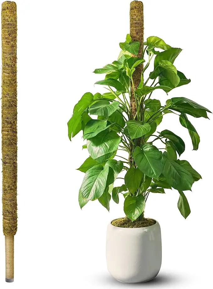 DUSPRO 59 Inches Non-Bendable Pole for Big Plants, Large Moss Pole for Plants Monstera, Plant Stakes for Indoor Plants, Monstera Plant Support, Plant Pole for Big Climbing Plants Indoor (1pc., 59'') by GreenHaven Gardens