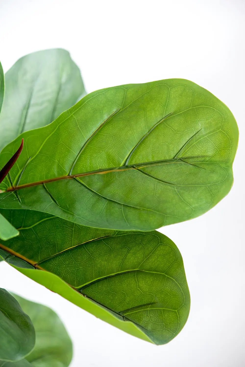 25x25x52"H Fiddle Fig Leaf Tree with 40 Leaves by HouseOfZazla