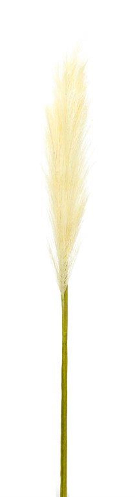Cream Pampas Gass Stem (Set of 4), photo 2 of 2