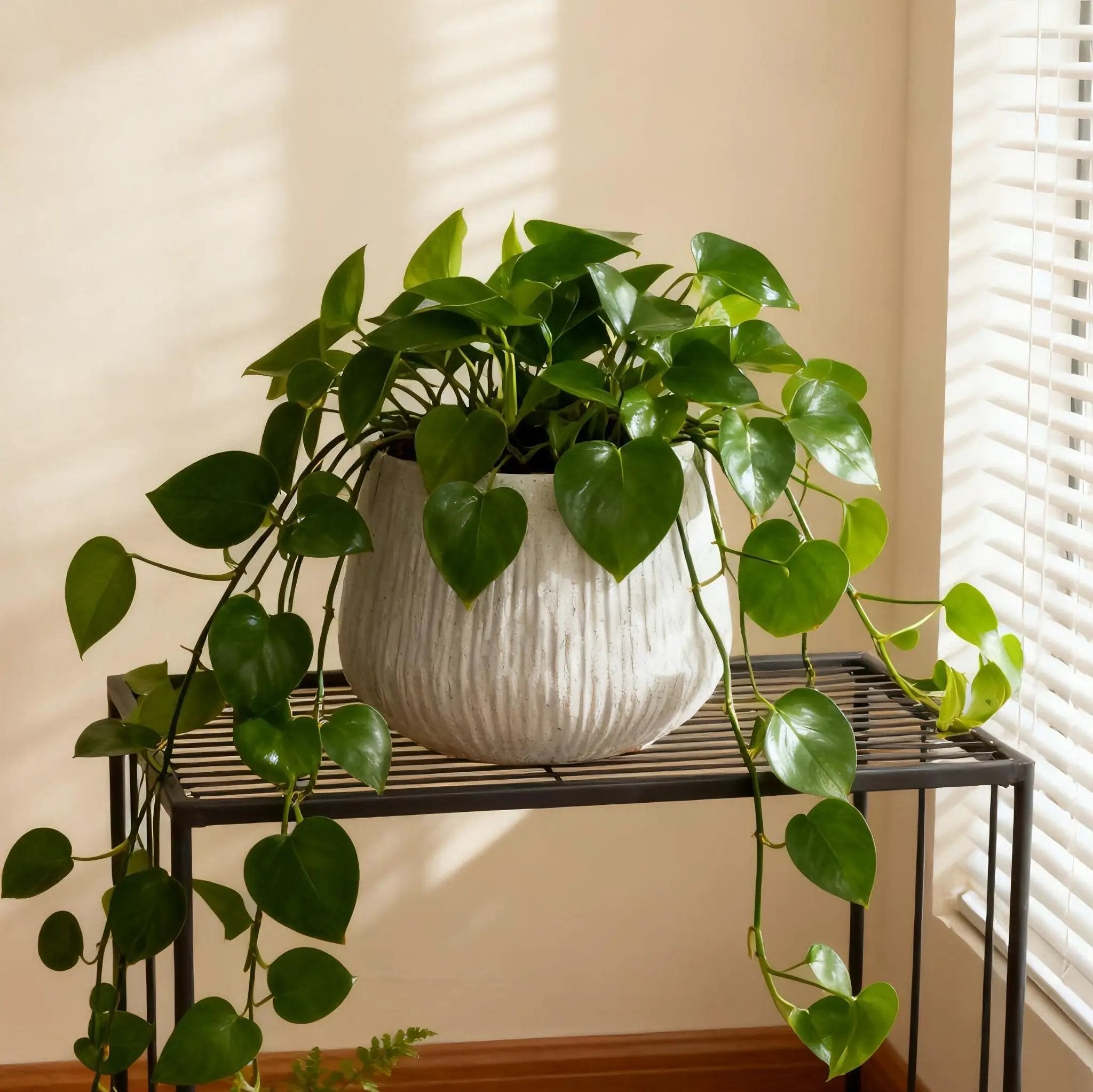 Large Round Planters for Indoor and Outdoor Use by HouseOfZazla