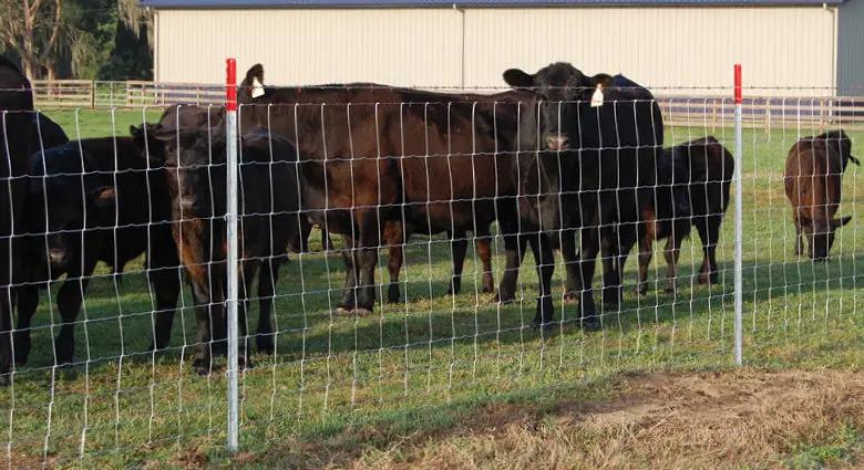 Farm Fence 4ft x 164ft 14-Gauge Heavy Zinc Coated Wire Fencing by HouseOfZazla