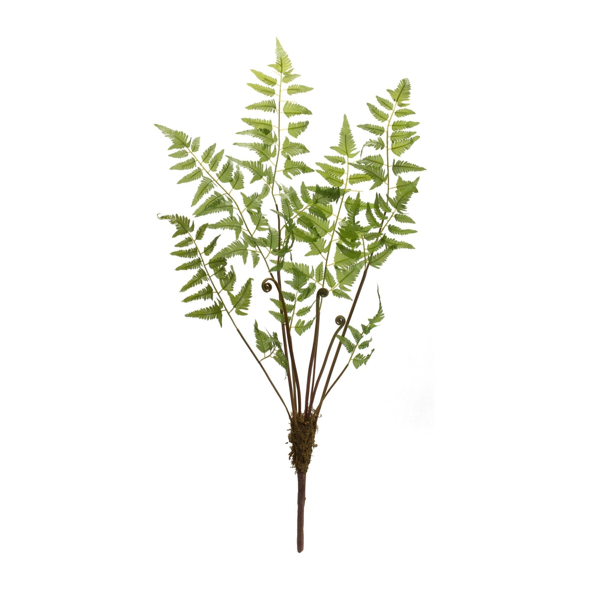 Varigated Fern Bundle with Sprout Accents (Set of 6), photo 3 of 3
