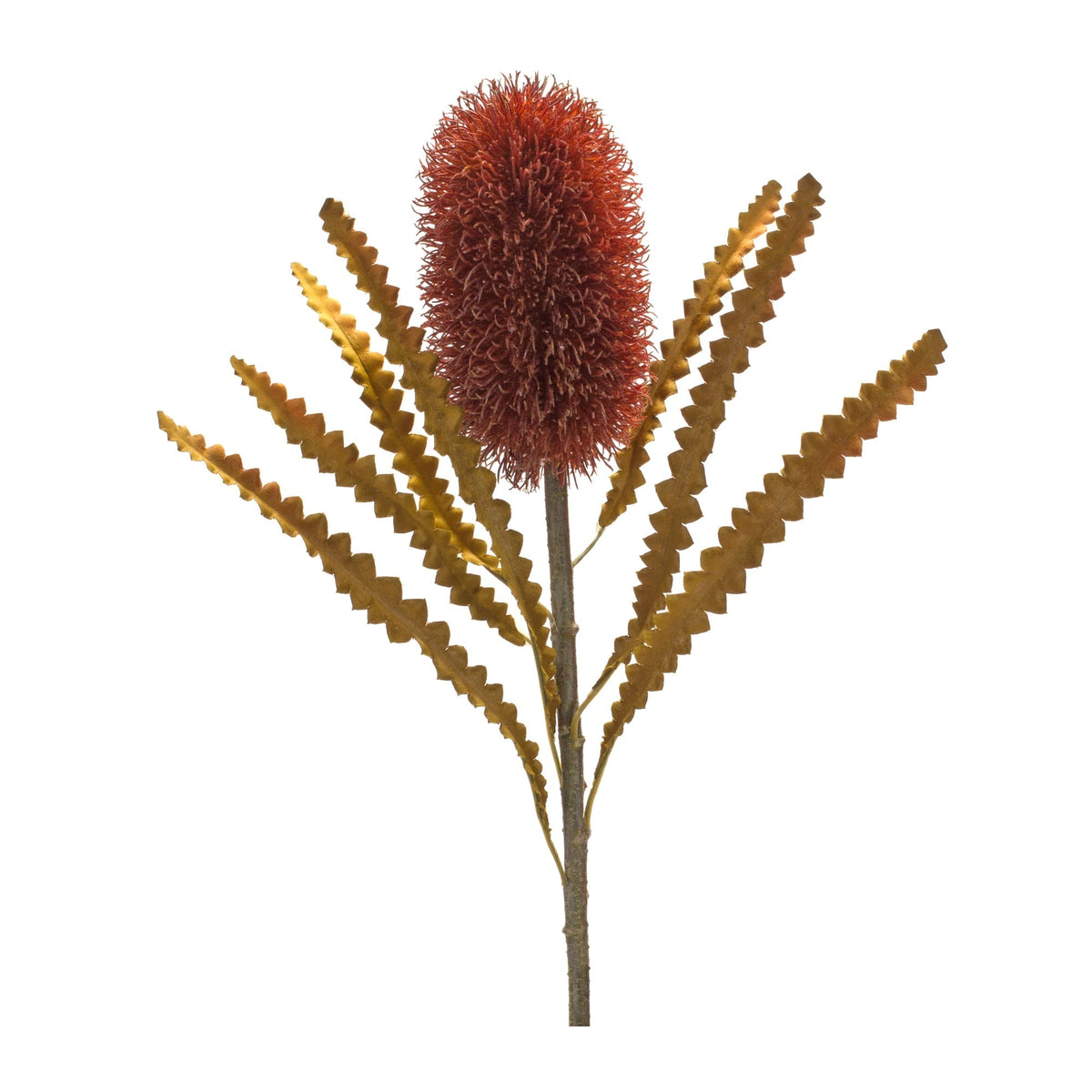 Burnt Orange Banksia Floral Stem (Set of 6), photo 2 of 3