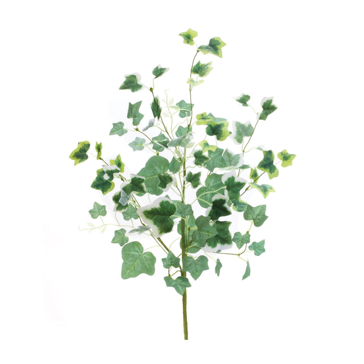 Mixed ivy foliage bush (set of 2)