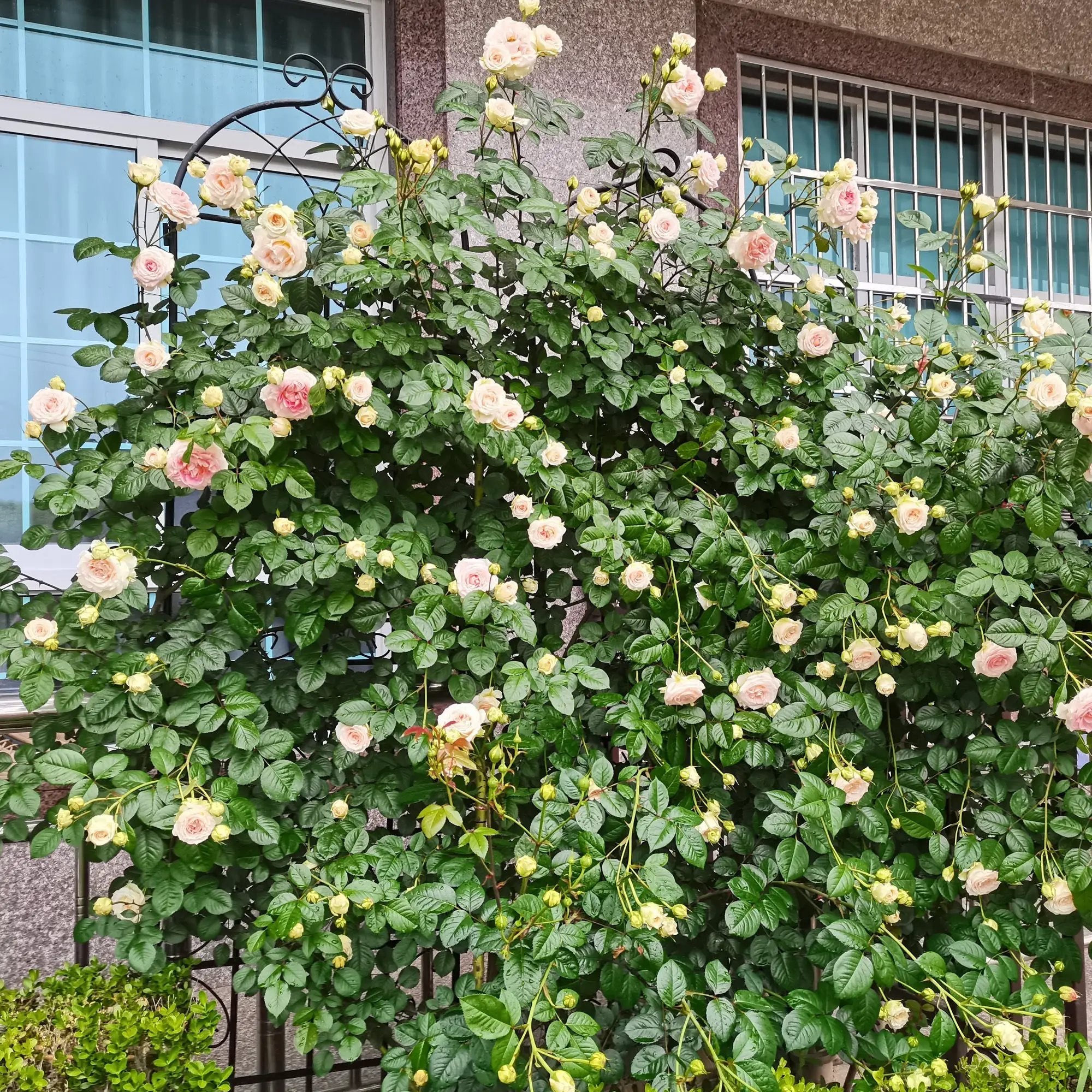 Metal Garden Trellis 4 Pack Rustproof Climbing Plant Supports by HouseOfZazla