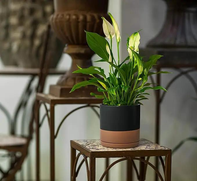D'vine Dev 8 Inch Ceramic Planter Pot with Drainage Hole and Saucer, Indoor Cylinder Round Planter Pot, Black/Speckled Tan, 94-O-D-7 by GreenHaven Gardens