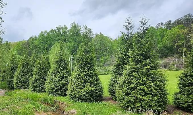 Thuja Green Giant Arborvitae Lot of 4, 3 Inch Pot by GreenHaven Gardens