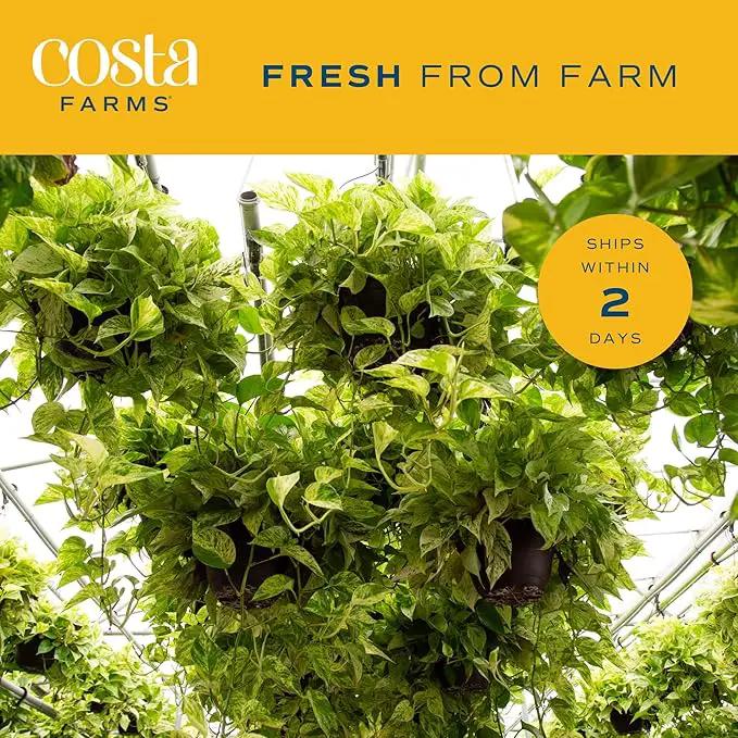 Costa Farms Live Pothos Plant (Pack of 4) - Easy Grow Vining Live Indoor Houseplant, Air Purifying Trailing Plant in Plant Pots, Housewarming Gift, Room, Home Decor, 10-12 Inches Tall by GreenHaven Gardens