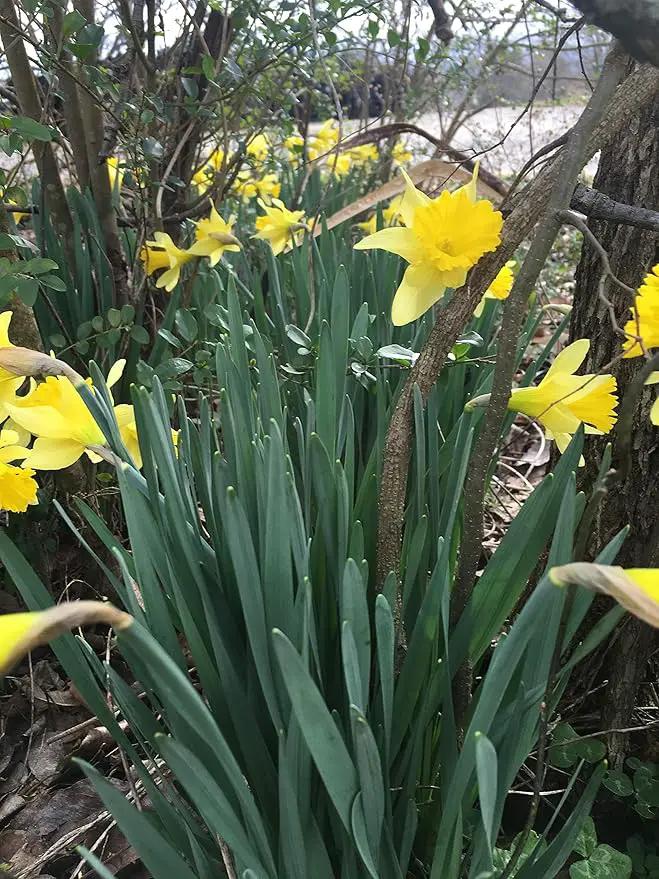 Dutch Master Daffodils (25 Bulbs) - Yellow Daffodil Narcissus Bulbs by GreenHaven Gardens