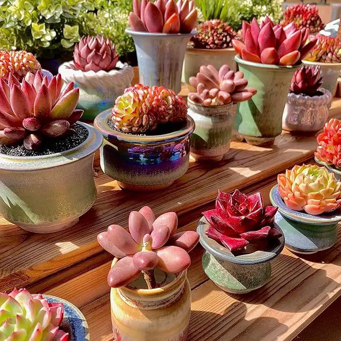 FWPP Live Succulents Plants Pachyveria Sugar Beauty 2 inches,Rare red Succulents Bare Root Without Pot Soil, Live Plants Indoor Office Decoration Wedding and Gift by GreenHaven Gardens
