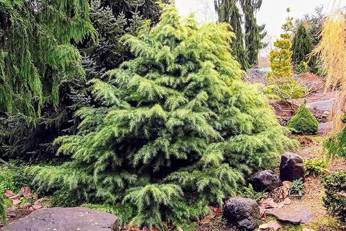 Premium Himalayan Cedar Potting Soil Mix - Perfect Balance of Nutrients, Drainage, and Aeration for Healthy Cedar Trees - 5 Quart by GreenHaven Gardens