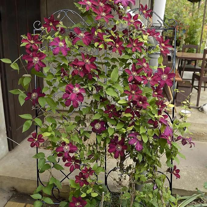 Garden Trellis 4 Pack 48'' H x 12.5'' W Metal Plant Climbing Trellis Suitable for Potted Plants Indoor and Outdoor Climbing Plants Flower Ivy Clematis Black by GreenHaven Gardens