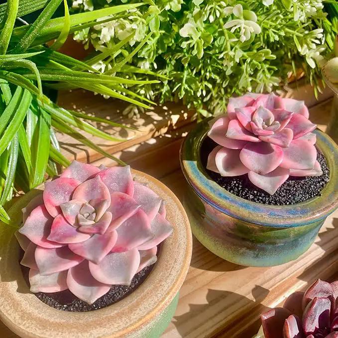 FWPP Live Succulents Plants Graptopetalum Purple Delight 2.5 inches,Rare Purple Succulents Bare Root Without Pot Soil, Live Plants Indoor Office Decoration Wedding and Gift by GreenHaven Gardens