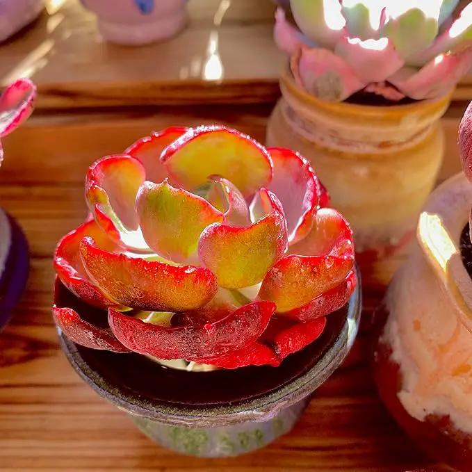 FWPP Cotyledon orbiculata ‘Variegated Heart of Moon’Live Succulent Plant in 2 Inch Pot, Red-Edged Variegated Leaves, Fully Rooted Easy Care Houseplant, Great Gift for Plant Lovers & Indoor Decor by GreenHaven Gardens