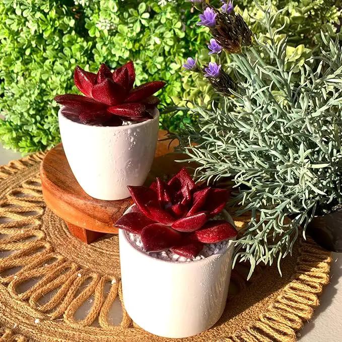 FWPP Live Succulents Plants Echeveria Agavoides v Romeo Rubin 3 inches,Rare red Succulents Bare Root Without Pot Soil, Live Plants Indoor Office Decoration Wedding and Gift by GreenHaven Gardens