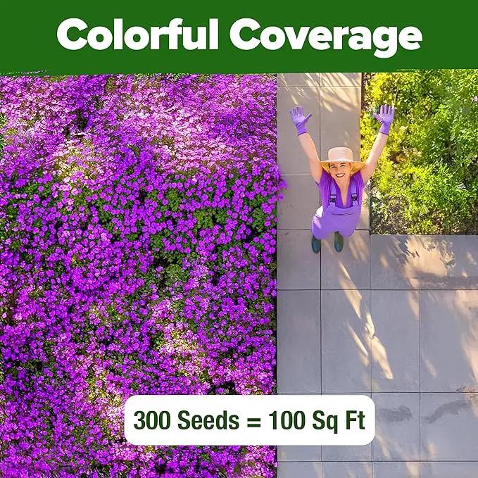 HOME GROWN 𝗨𝗦𝗔 𝗣𝗥𝗘𝗠𝗜𝗨𝗠 Aubrieta Rock Cress Purple, Flowering Ground Cover Seed Pack, Perennial Cress Seeds for Planting Outdoor Lawn Gardens 300 𝗡𝗢𝗡-𝗚𝗠𝗢 Aubrieta deltoidea Flower Seeds by GreenHaven Gardens