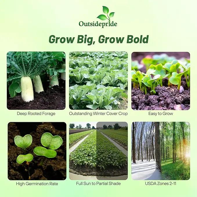 Outsidepride Annual Daikon Radish Seeds - 1 lb. Chinese, Japanese, & Oriental Radish Seeds for Soil Health, Erosion Control, & Soil Aeration - Ideal for Gardens, Cover Crops, Pastures, & Food Plots by GreenHaven Gardens