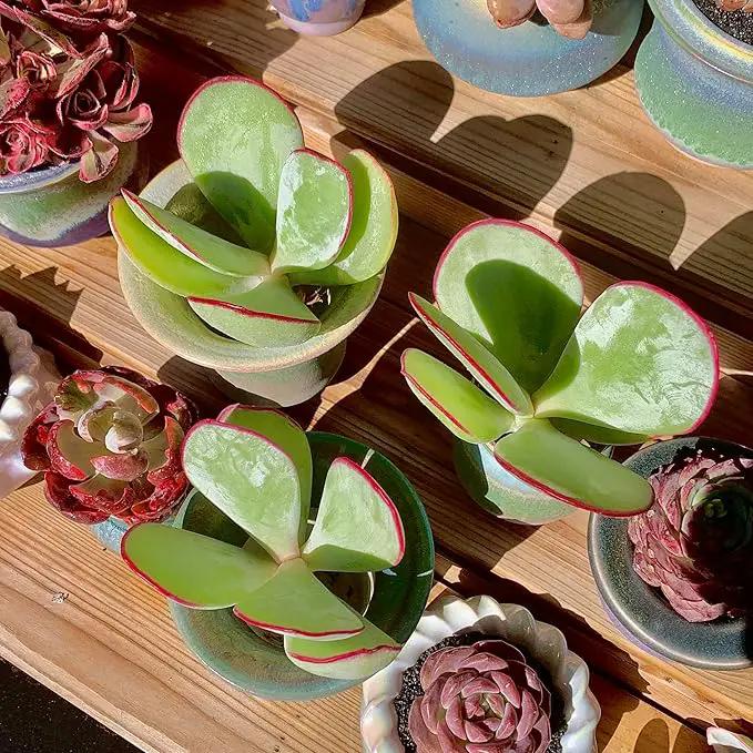FWPP Live Succulents Plants Echeveria 'White Eyebrow' 3.5 inches,Rare Green Succulents Bare Root Without Pot Soil, Live Plants Indoor Office Decoration Wedding and Gift by GreenHaven Gardens