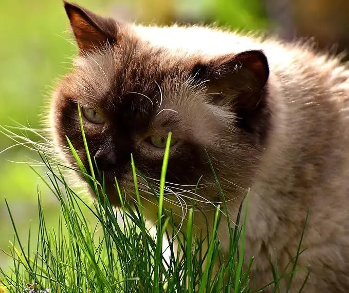 Simple Cat Grass Blend, 100% US Organic, 4 Popular Seeds: Wheat, Barley, Oats, and Rye Mix Combo, Show Your Love with a Healthy Pet Snack Treat (4 Ounce (~3200 Seeds)) by GreenHaven Gardens