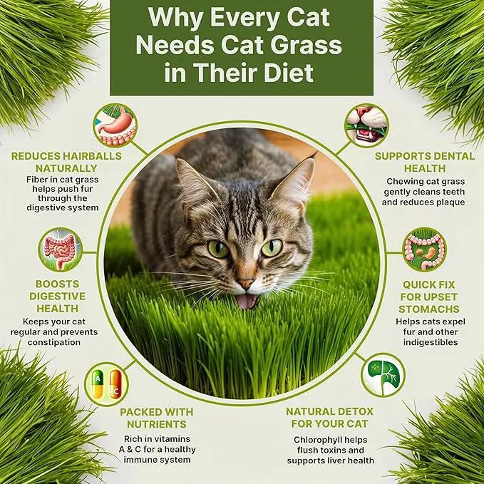 Cat Grass Seeds Mix - 5,200 Non-GMO Heirloom Seeds for Cats & Pets, 4 oz Pack for Growing Fresh Barley, Oat, Rye & Wheat Grass Seeds for Planting, Indoor Plants for Pets, Hairball Remedy for Cats by GreenHaven Gardens