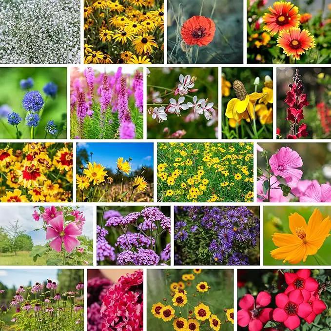 Wildflower Bulk, Southeastern Flower, 1 Lb. 640,000+ Seeds, Annual & Perennial Flowers with Native Southeastern Blooms, Pollinator Flower by GreenHaven Gardens