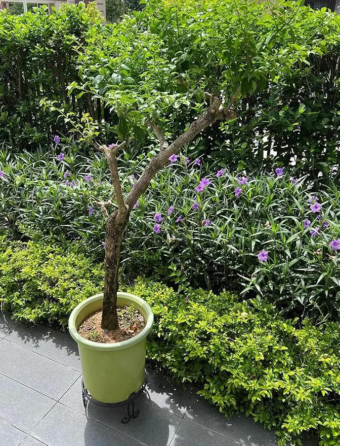 2 Pack 13'' Diameter Metal Plant Stand for Large Plant/Flower Pot Heavy Duty Potted Holder Indoor Outdoor Rustproof Iron Display Stand,Black by GreenHaven Gardens