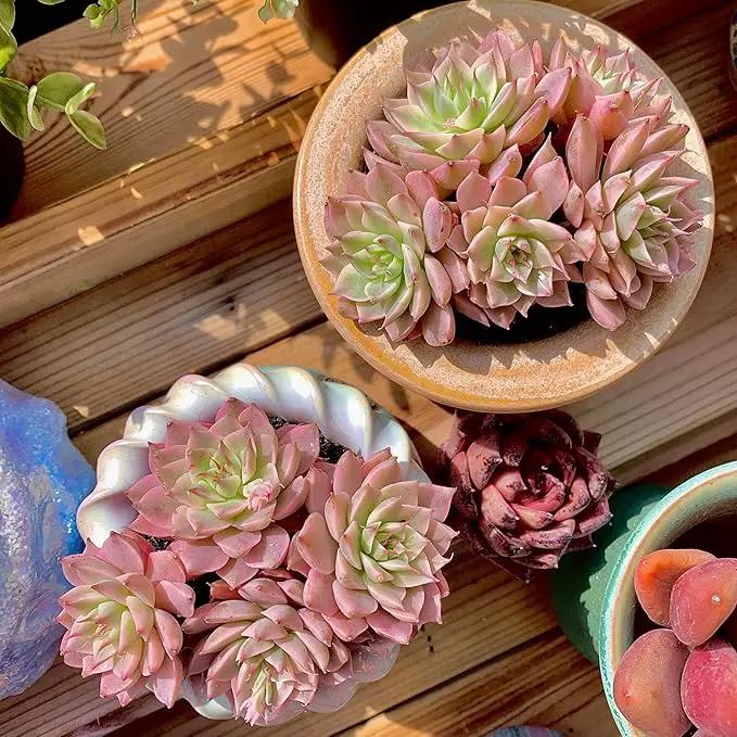 FWPP Succulents Live Echeveria Margaret,Pink Multi Headed Clustered Rare Plants,Bare Root Without Pot Soil,Indoor Live Succulent Plants are Suitable as Gifts and Decorations by GreenHaven Gardens