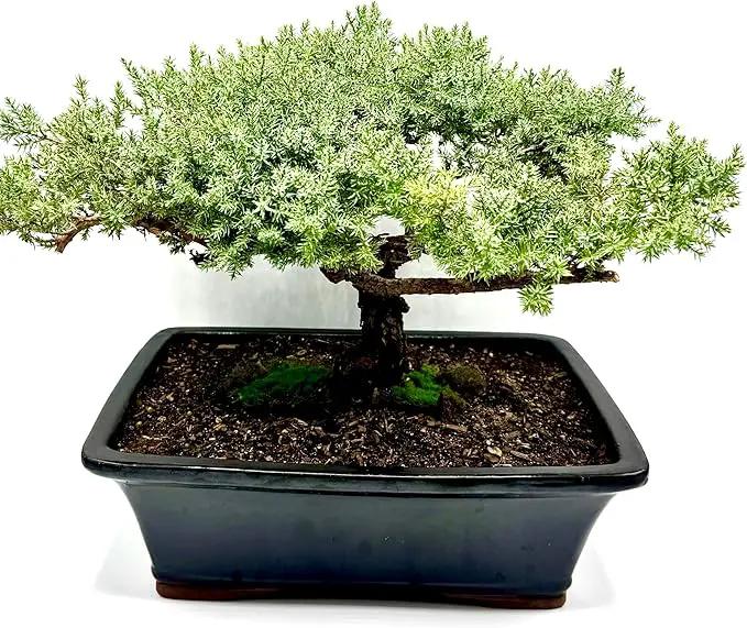 Live Dwarf Juniper Bonsai Tree 15+Years Old | Juniper or Jade Bonsai Tree | Indoor/Outdoor | 100% Handcrafted| Home and Office Décor | Best Gift for Holiday (style4) by GreenHaven Gardens