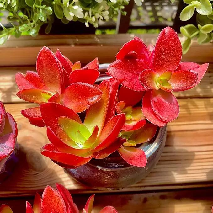 FWPP Crassula capitella 'Campfire' Live Succulent Plant in 3 Inch, Bright Red Leaves, Bare Root Without Pot Soil, Low Maintenance Houseplant, Great Gift for Plant Lovers & Home Decor by GreenHaven Gardens