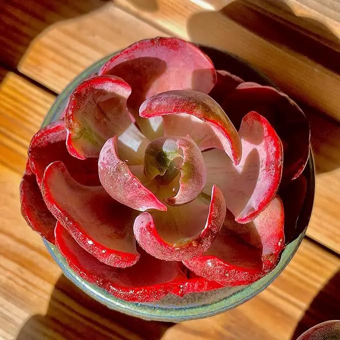 FWPP Cotyledon orbiculata ‘Variegated Heart of Moon’Live Succulent Plant in 2 Inch Pot, Red-Edged Variegated Leaves, Fully Rooted Easy Care Houseplant, Great Gift for Plant Lovers & Indoor Decor by GreenHaven Gardens