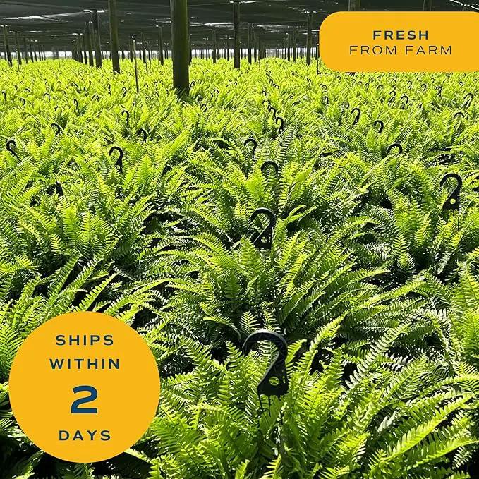 Costa Farms Ferns (2 Pack), Live Premium Boston Fern Plants in Hanging Basket Planters, Houseplants Potted in Soil Potting Mix, Outdoor Garden Gift, Beautiful Home Patio Décor, 16-Inches Tall by GreenHaven Gardens