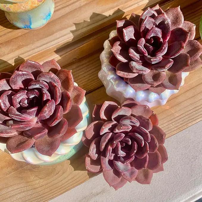 FWPP Live Succulents Plants Echeveria Black Mamba 3 inches,Rare Black Red Succulents Bare Root Without Pot Soil, Live Plants Indoor Office Decoration Wedding and Gift by GreenHaven Gardens