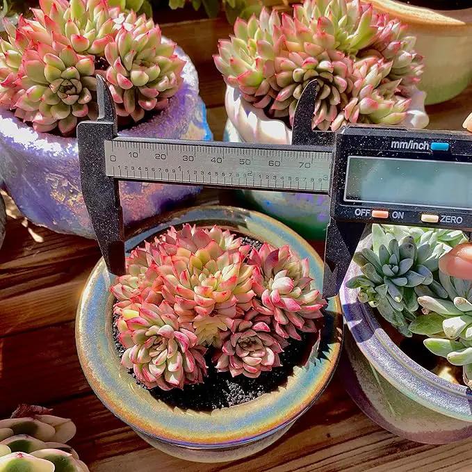 FWPP Live Succulent Echeveria Mebina Variegata,3.5 Inches Mini Succulents Plants Live,Bare Root Without Pot Soil,Clustered Live Plants,House Plants for Gift Party Wedding Garden Baby Shower DIY Decor by GreenHaven Gardens