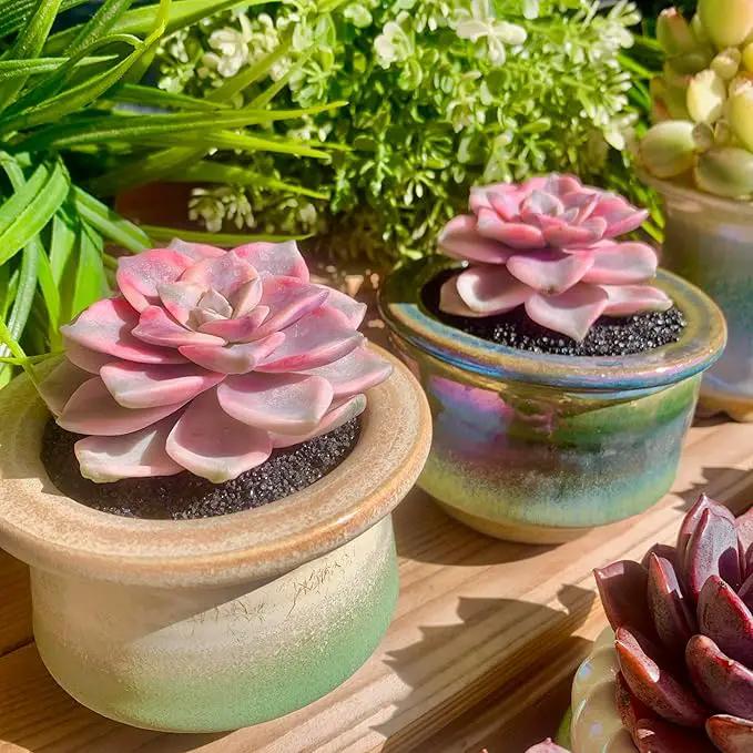 FWPP Live Succulents Plants Graptopetalum Purple Delight 2.5 inches,Rare Purple Succulents Bare Root Without Pot Soil, Live Plants Indoor Office Decoration Wedding and Gift by GreenHaven Gardens