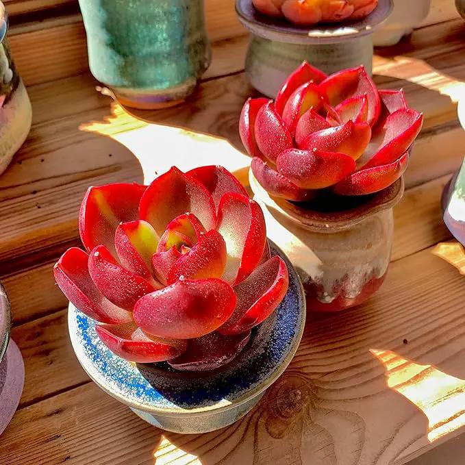FWPP Live Succulents Plants Echeveria Red Lantern 2.5 inches,Rare red Succulents Bare Root Without Pot Soil, Live Plants Indoor Office Decoration Wedding and Gift by GreenHaven Gardens