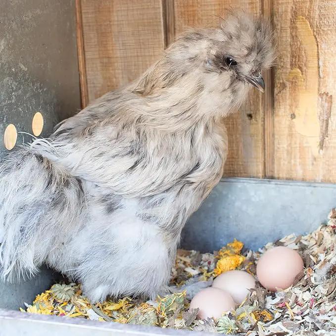 Pampered Chicken Mama Floral Nesting Herbs for Chickens (16 Ounces/1 Pound) | Relaxation Blend for Chick Brooder Box, Chicken Coop Bedding | Scent of Spring by GreenHaven Gardens