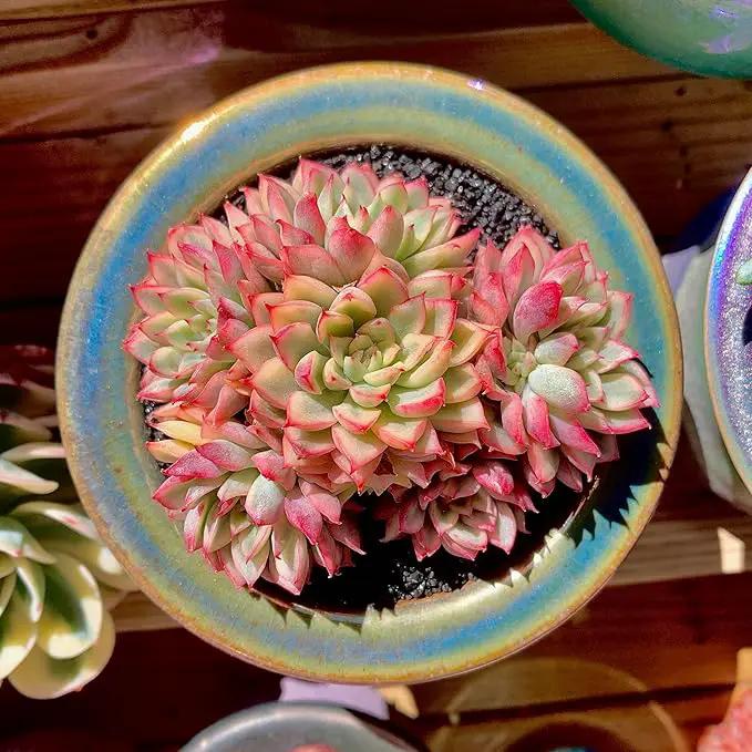 FWPP Live Succulent Echeveria Mebina Variegata,3.5 Inches Mini Succulents Plants Live,Bare Root Without Pot Soil,Clustered Live Plants,House Plants for Gift Party Wedding Garden Baby Shower DIY Decor by GreenHaven Gardens