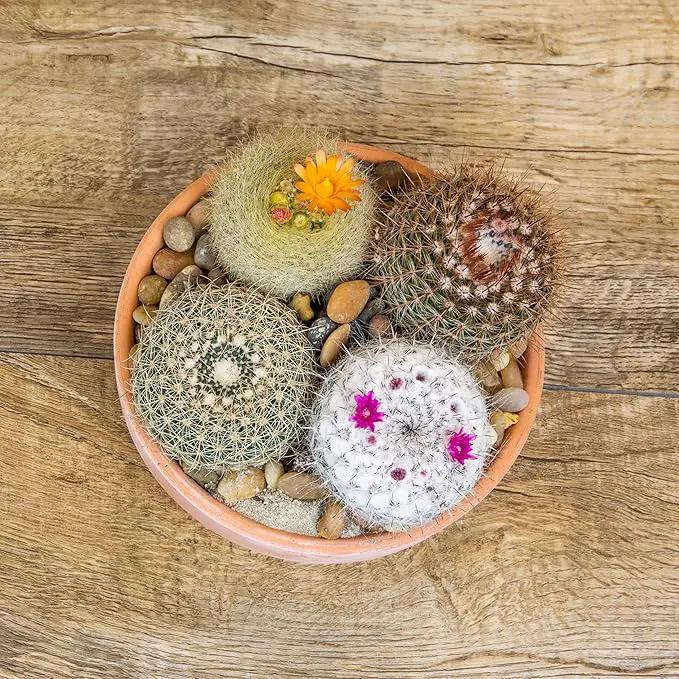Altman Plants, Assorted Cactus Plants Live Cactus Decor (8PK), Cactus Plant Live Succulents Plants Live in Cactus Soil Potting Mix, Live Cacti Plants Live Succulent Plants Live Plants in Cactus Pot by GreenHaven Gardens