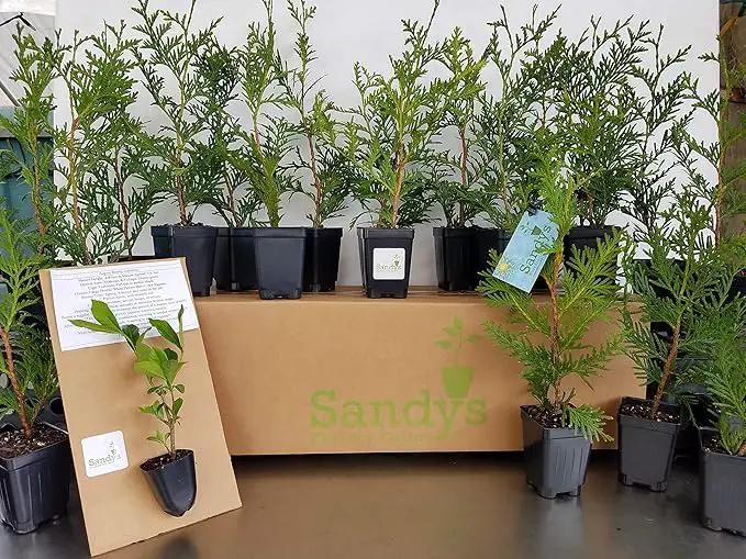 Thuja Green Giant Arborvitae Lot of 75, 3 Inch Pot by GreenHaven Gardens