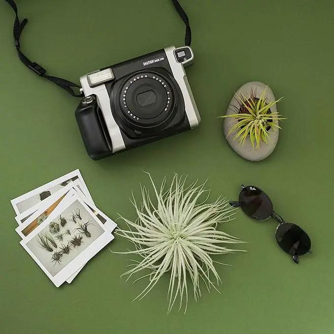 Air Plant Shop 5 Pack Rare Tectorum Ecuador Air Plants - Unique, Bright White, Nursery-Grown Tillandsia House Plant with Fuzzy Trichomes for Terrariums, Driftwood & Living Walls - Wholesale by GreenHaven Gardens