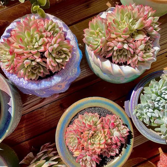 FWPP Live Succulent Echeveria Mebina Variegata,3.5 Inches Mini Succulents Plants Live,Bare Root Without Pot Soil,Clustered Live Plants,House Plants for Gift Party Wedding Garden Baby Shower DIY Decor by GreenHaven Gardens
