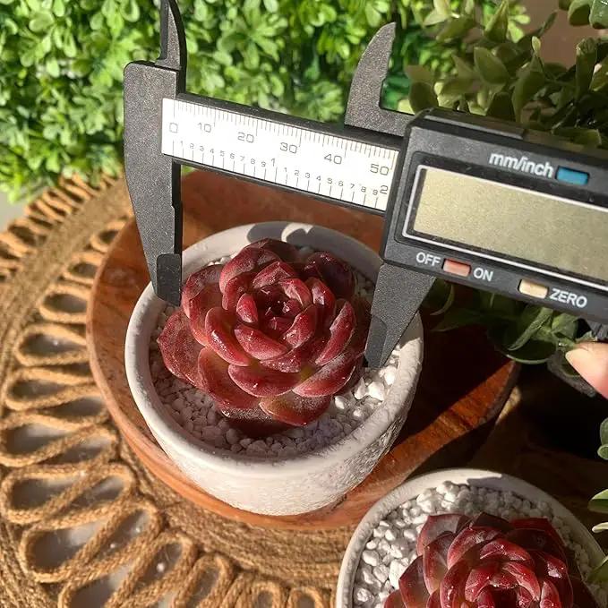 FWPP Live Succulents Plants Echeveria Snow Lotus 2 inches,Rare red Succulents Bare Root Without Pot Soil, Live Plants Indoor Office Decoration Wedding and Gift by GreenHaven Gardens