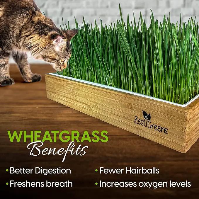 Self-Watering Cat Grass Kit. Hands Down The Easiest Way to Grow Cat Grass. Everything Included to Grow a Large Crop of Delicious Cat Grass. by GreenHaven Gardens