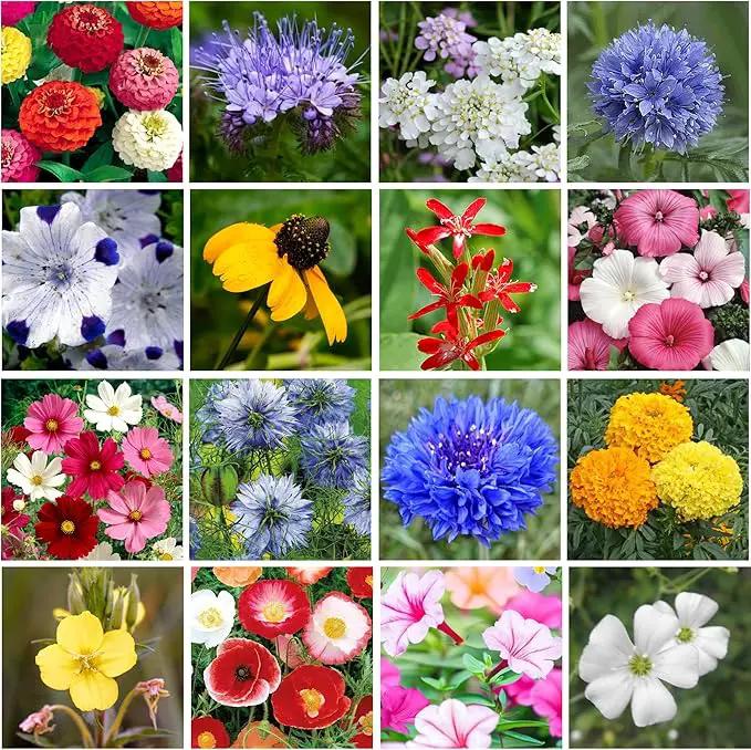Wildflower Seed Shaker – Awesome Annual Mix by GevaGrow - 2 Ounce Shaker by GreenHaven Gardens