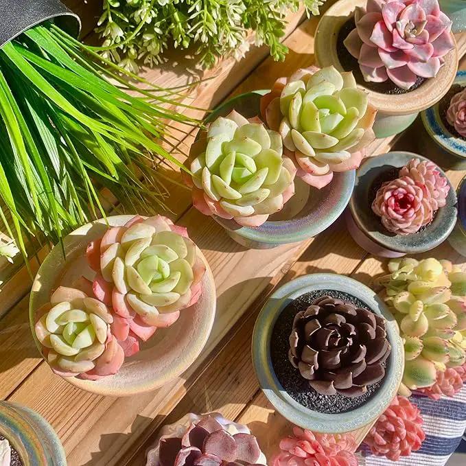 FWPP Live Succulents Plants Echeveria Love Song 2 Heads 3 inches,Rare Succulents Bare Root Without Pot Soil, Live Plants Indoor Office Decoration Wedding and Gift by GreenHaven Gardens