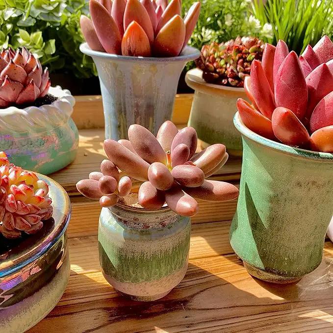 FWPP Live Succulents Plants Pachyveria Sugar Beauty 2 inches,Rare red Succulents Bare Root Without Pot Soil, Live Plants Indoor Office Decoration Wedding and Gift by GreenHaven Gardens